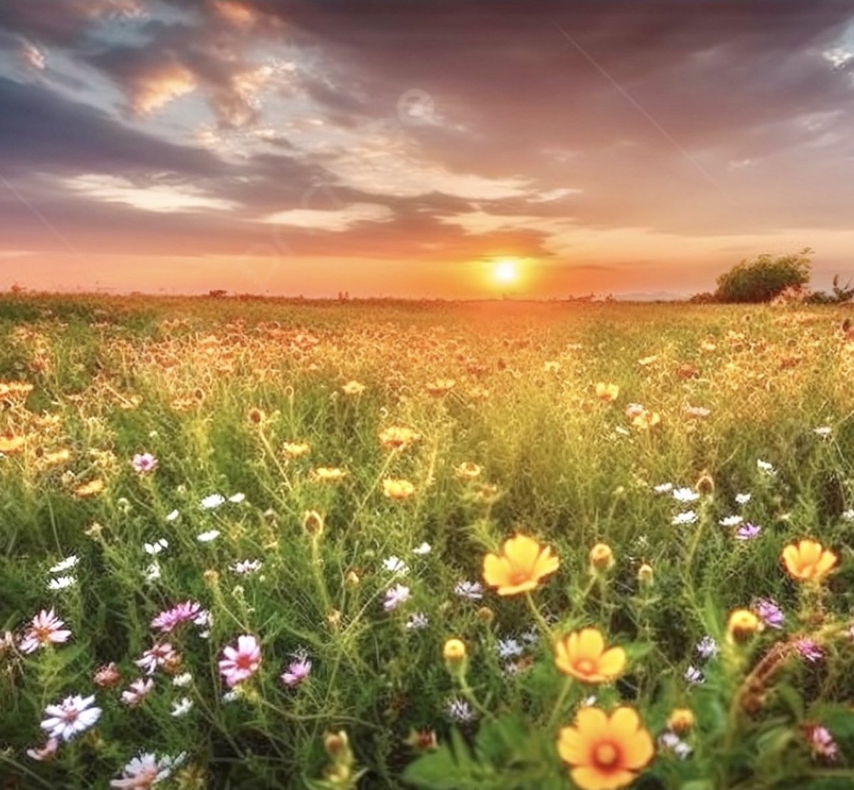 Loves piano tweet media