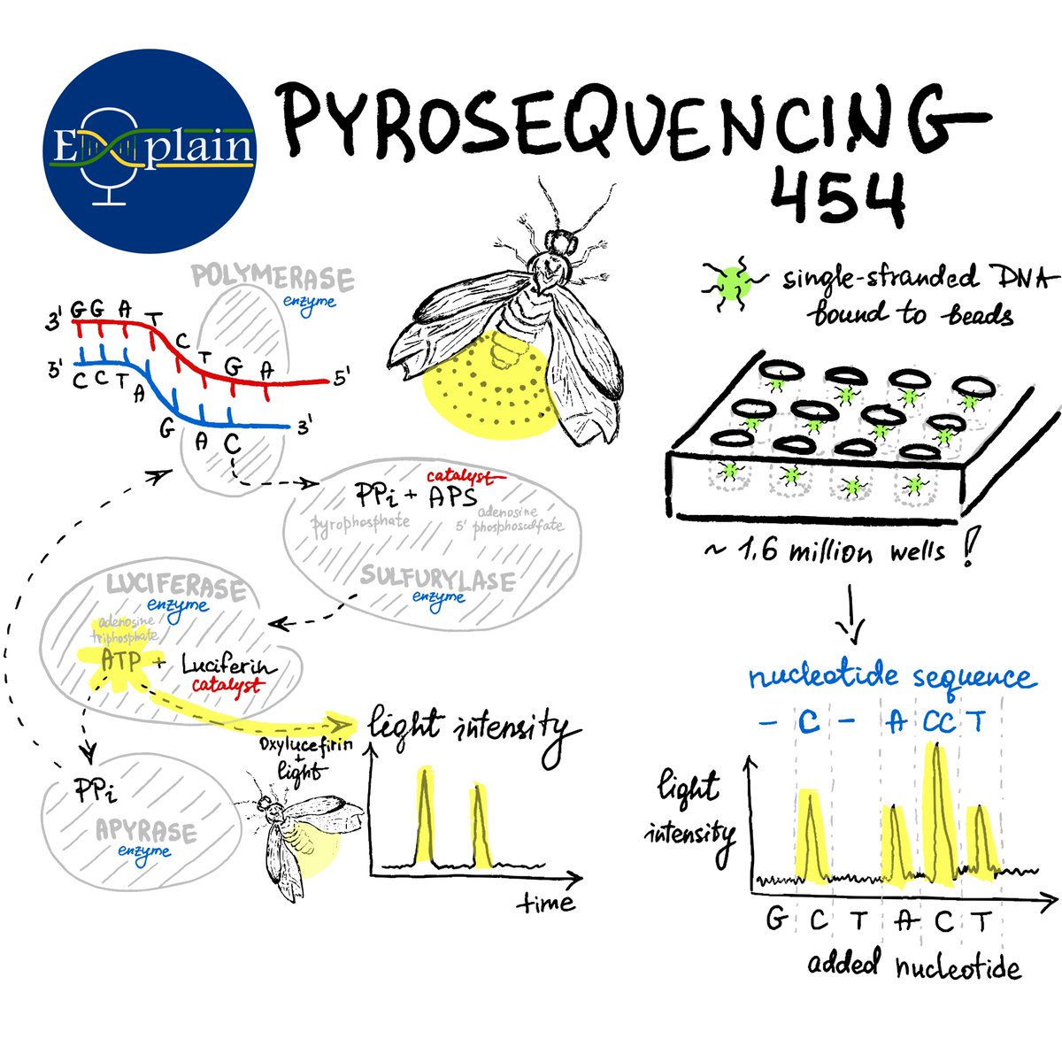🎧 For the Episode 2 of the Explain Podcast about Pyrosequencing we've prepared a sketch. Can you tell - what fireflies have to do with #pyrosequencing?

Listen here: ngs-kn.de/explain-podcas…

🎙️ Recorded at the Medienlabor, <a href="/HHU_de/">Heinrich-Heine-Universität Düsseldorf</a>