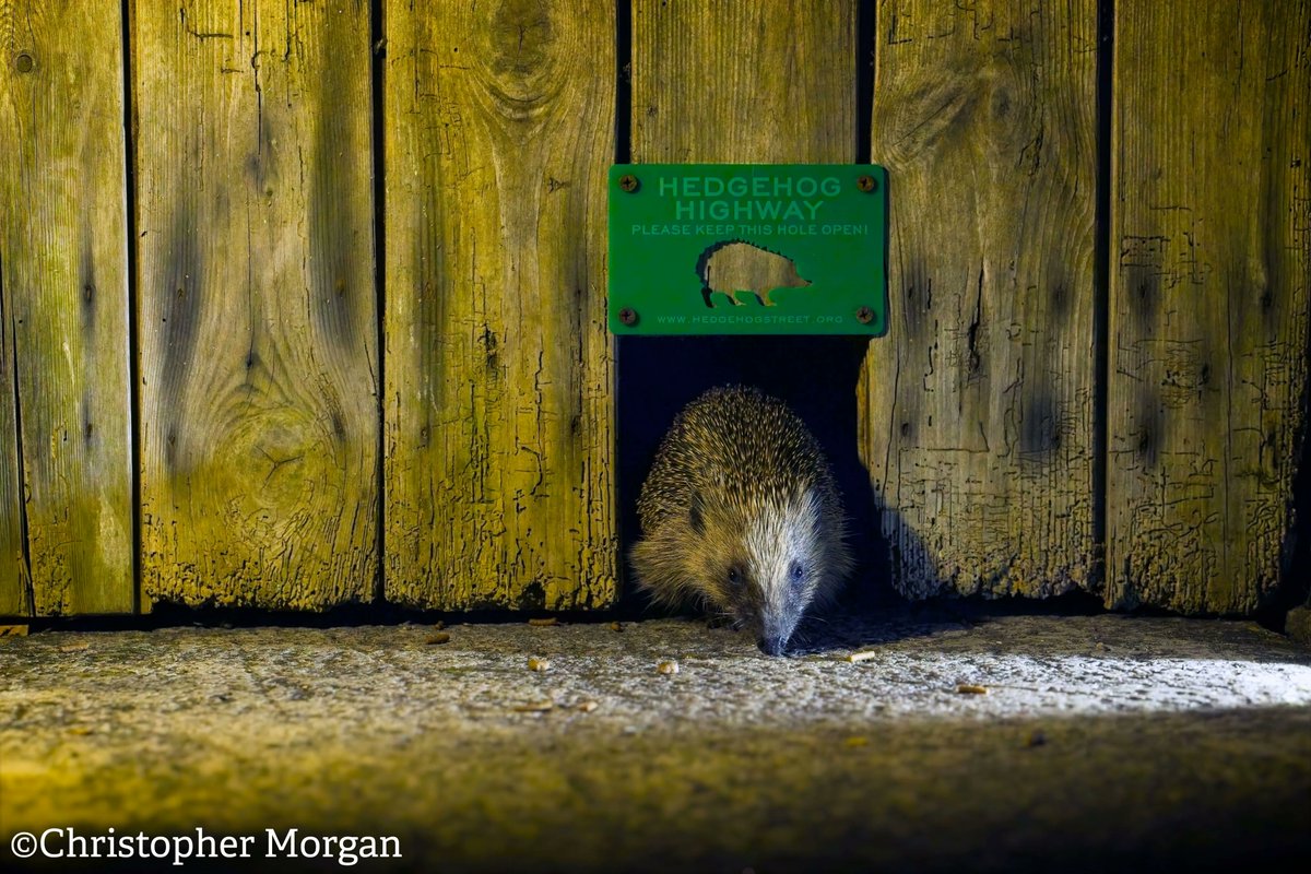 hedgehogsociety's tweet photo. Hedgehog friendly fencing! 🦔

This summer join our nationwide call for fencing companies to help #hedgehogs.

We want to see more fencing with #hedgehog highways as standard &amp; you can help us!

Find out more here 👉  https://t.co/JuCHle2YpW

#HedgehogStreet is run by us &amp; @PTES https://t.co/16yMuH6eMn