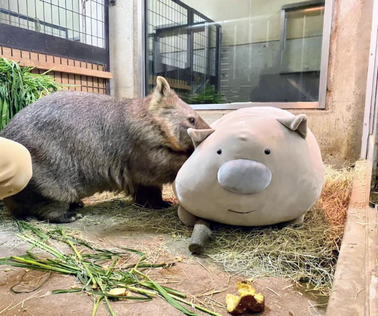 長野市茶臼山動物園【公式】 on X: 