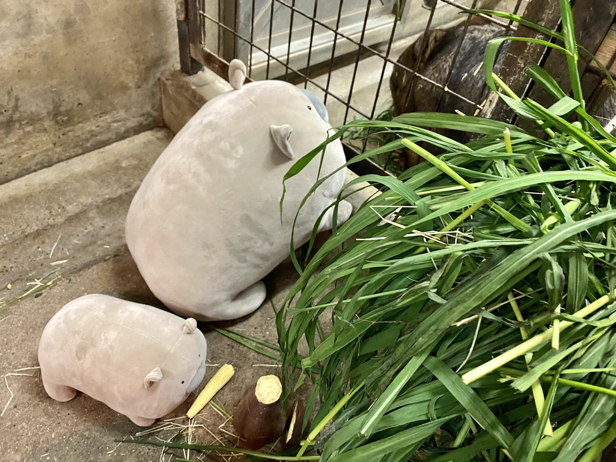 長野市茶臼山動物園【公式】 on X: 