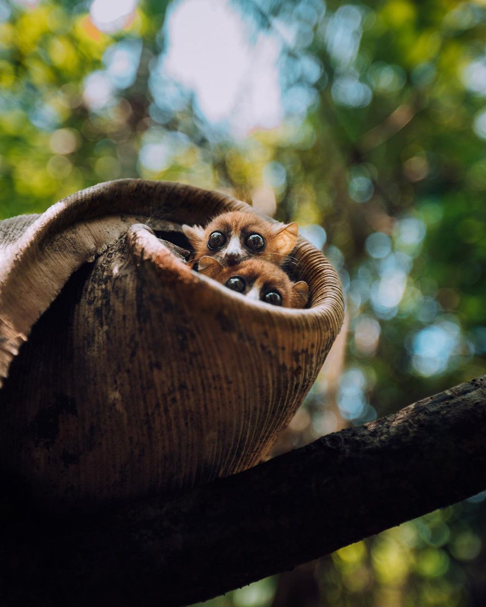 IleMadagascar's tweet photo. Microcebus, a little wonder of nature.
📸 ©ciaomichiamospinelli
#MyMadagascar #VisitMadagascar #microcebus https://t.co/SKM29y4dbs