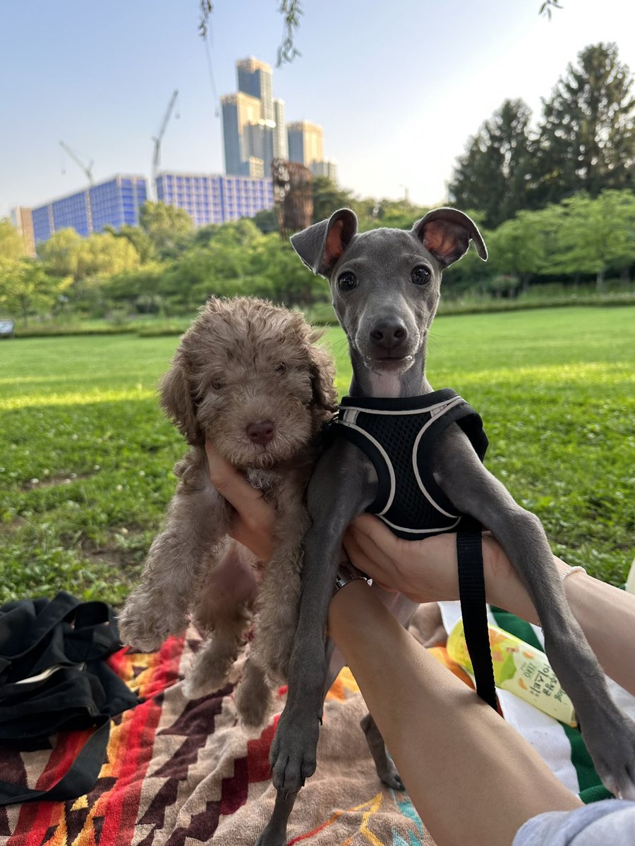 andylui_cy's tweet photo. Introducing Elio &amp; Oliver 🐾🐾
My best friend and I had adopted our own pets and will be meet up frequently and sharing their daily life through with this one account @_elio_oliver_ 
Please give lots of love and support to them thank y’all much love🐶🐾🦴
https://t.co/59fFky4xig https://t.co/tErBCr8lDF