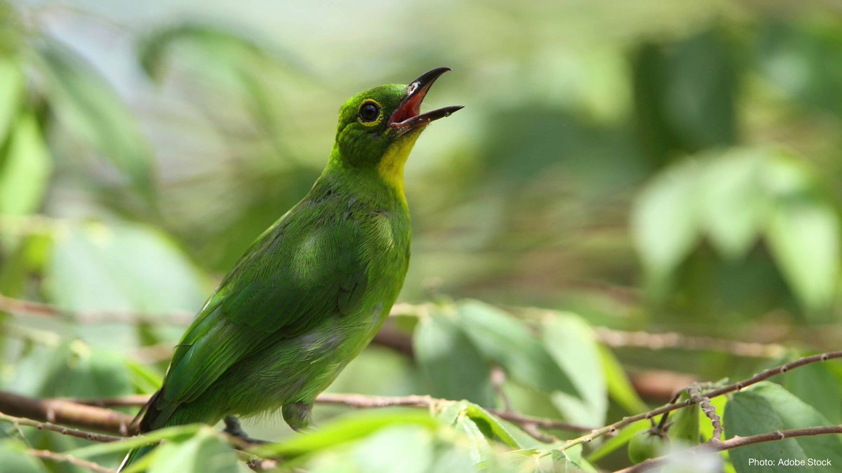2️⃣of every5️⃣wild plants &amp; animals that were identified as being likely threatened by international #wildlife trade are not protected under the global agreement that regulates this trade, new research from IUCN and partners reveals.

Study in <a href="/NatureEcoEvo/">NatureEcoEvo</a> shorturl.at/fvRZ8