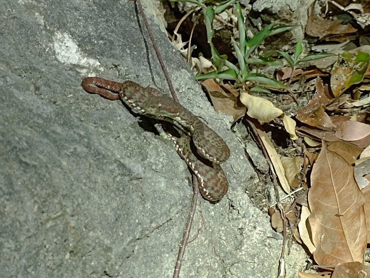 Happy belated World Snake Day everyone! My most recent favorite wild scaled friend, the beautiful Beautiful Pit Viper (Trimeresurus venustus, งูหางแฮ่มใต้)