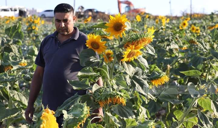 PALESTINE SUNBIRD 🇵🇸 on Twitter "A Palestinian farmer has planted sunflowers, adding a colorful