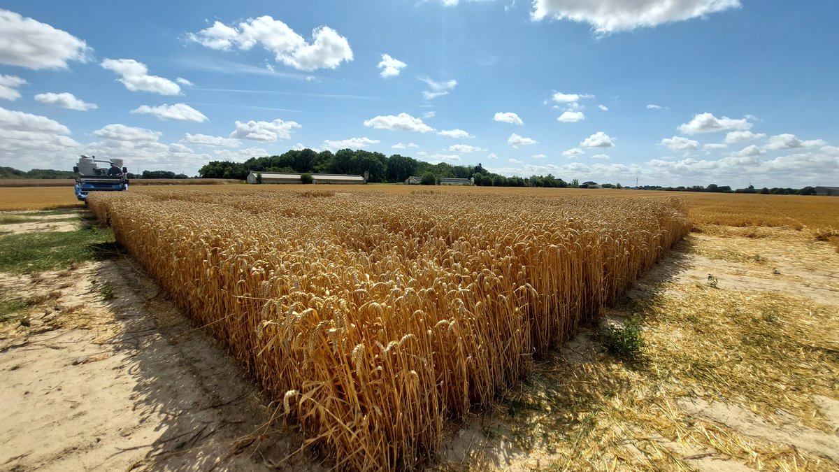 Pat2816's tweet image. #fragriMoisson2023

On est reparti dans les blés!
Aujourd&apos;hui, un bon programme de 7 essais en commençant par les variétés !

#ceuxquifontlesessais
#fragtw