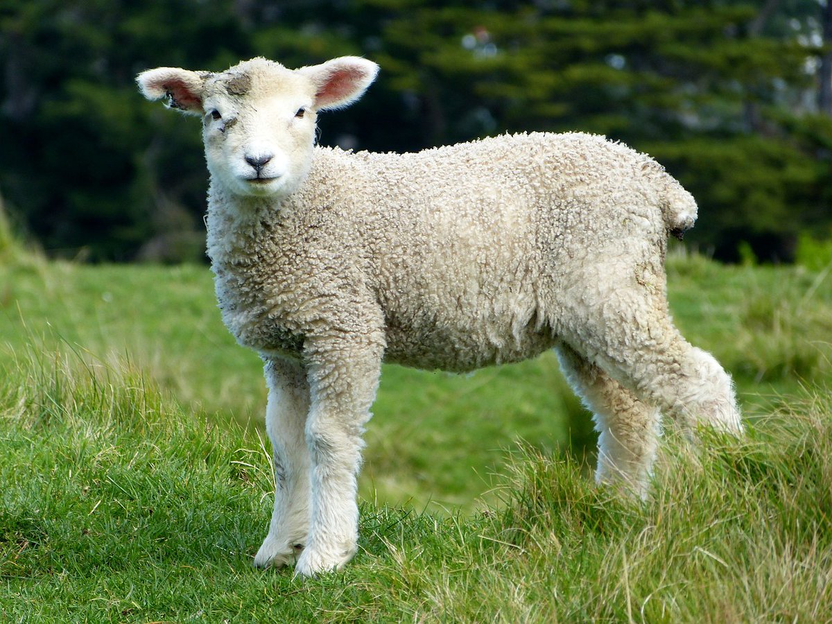 FarmManagerSA's tweet image. PRODUCTION FARM MANAGER – SHEEP &amp;amp; LAMB – FM1567

Cradock/ Middelburg/ Graaff- Reinet Area – Eastern Cape: Our client is looking for an experienced Production farm manager – sheep &amp;amp; lamb to join the team.

farmmanagersa.co.za/production-far…