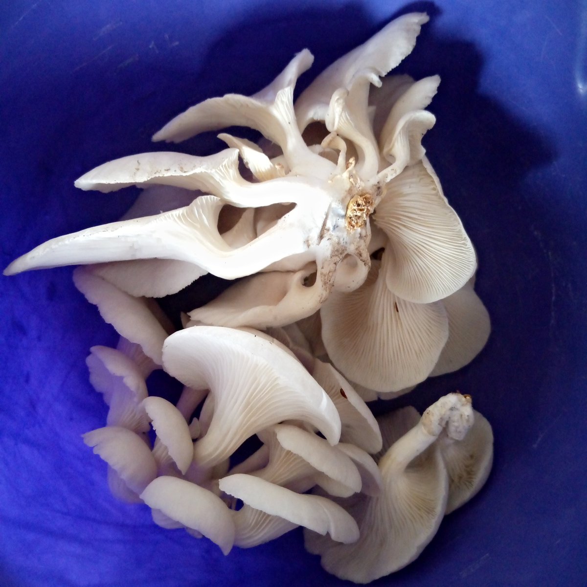 bebienang1's tweet photo. We also train and set up farm.

#mushroom
#wastetowealth 
#sdg
#narure https://t.co/3K0tjUwg6f