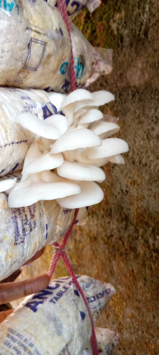 bebienang1's tweet photo. We also train and set up farm.

#mushroom
#wastetowealth 
#sdg
#narure https://t.co/3K0tjUwg6f