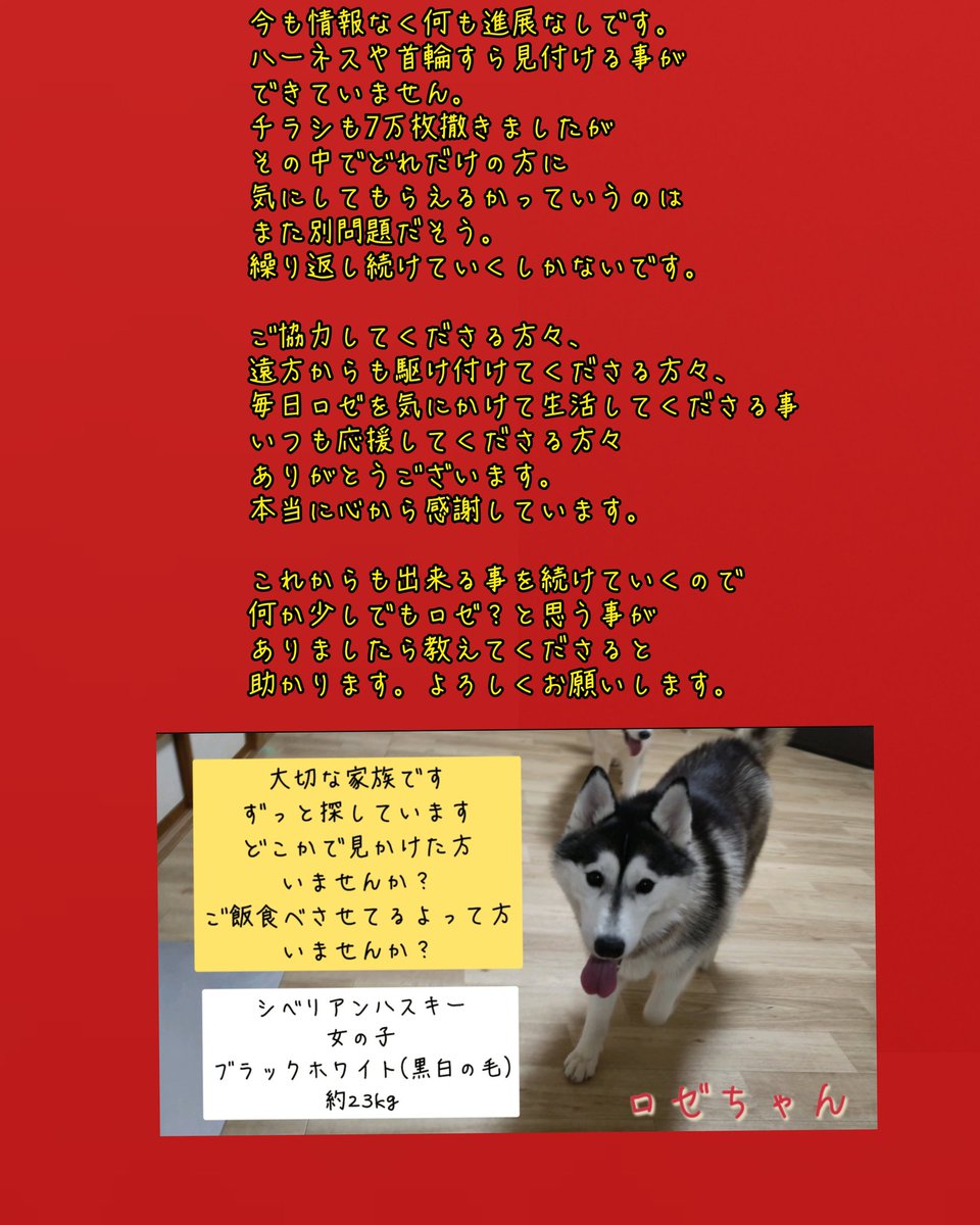 rosemama703's tweet photo. 今日で1年です。せっかく保護されても迎えに行かない人がいる事信じられない。私ならすぐどこでも迎えに行くのに。優しく可愛いロゼに会いたい。ケガしてない？空腹や暑さに苦しんでない？また皆でのんびり日常を過ごしたいよ。#迷子犬　#迷子　#迷い犬　#茨城県　#ハスキー　#神栖市　#ロゼ　#鹿嶋市 https://t.co/xhKK6d0Dhq