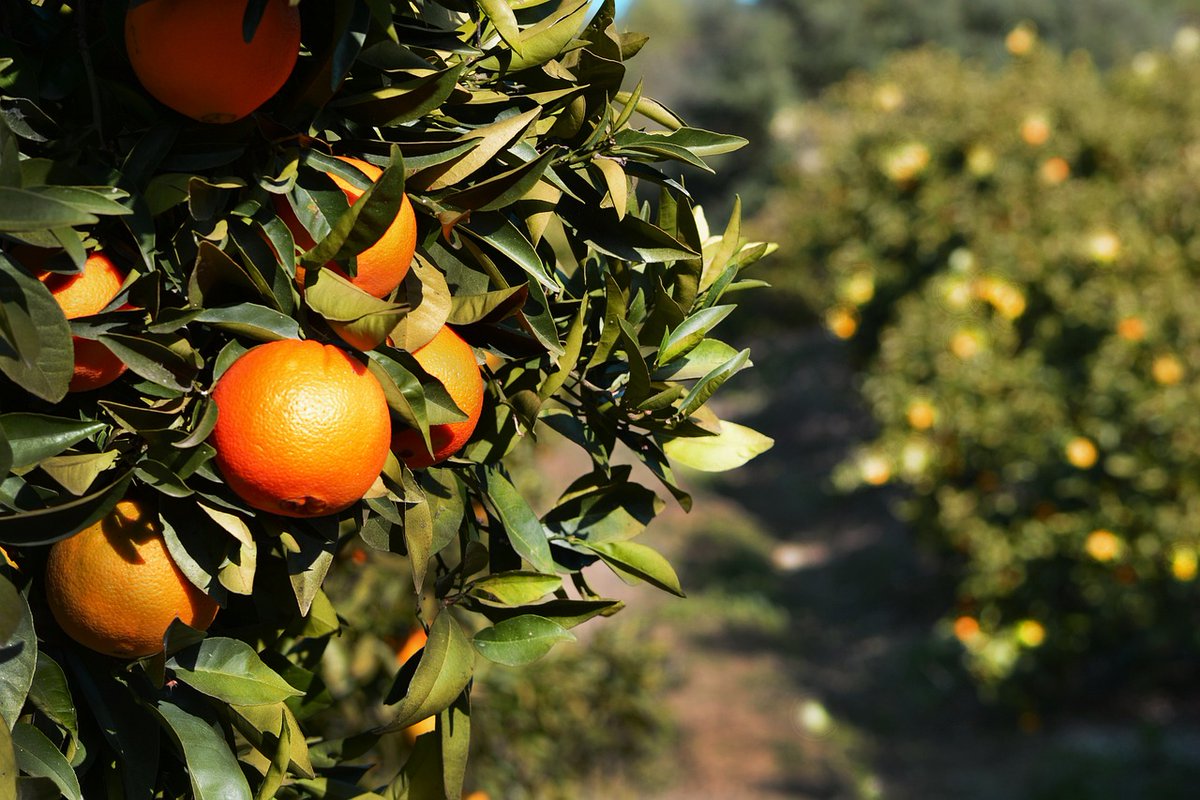 FarmManagerSA's tweet image. CITRUS FARM MANAGER – FM1568

Adelaide Area – Eastern Cape: Our client is looking for a hands-on Citrus Farm Manager to join the team.

The successful candidate will report directly to the farm owner.

farmmanagersa.co.za/citrus-farm-ma…