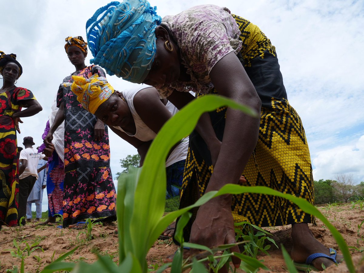 FAOGuineaBissau's tweet photo. Contrôle des ravageurs ! Ces chenilles légionnaires peuvent décimer les champs de maïs et elles le font dans cette région depuis plus de 7 ans. Écrasez-les ou maintenez-les à distance avec différentes solutions organiques ! #SécuritéAlimentaire #ChampsEcoles https://t.co/tJUSzlwq80