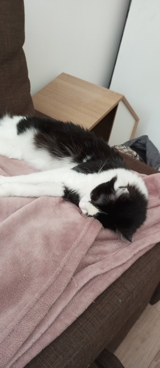 popsbebechat's tweet photo. Ma maine elle est rentrir rapport elle avait encore chatbandonnir ce wikende Kelle a dit maintenant elle pars pu, je vais me la coltiner tous les jours que ça me Chapuise déjà https://t.co/4g61W7xe9V