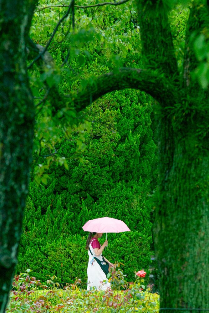 In the park, amidst the greenery, there was a woman with a pink umbrella.

#Leica #広島 #photo #写真 #写真好きな人と繋がりたい #photography #写真撮ってる人と繋がりたい #写真で奏でる私の世界 #ファインダー越しの私の世界 #キリトリセカイ #HIROSHIMA