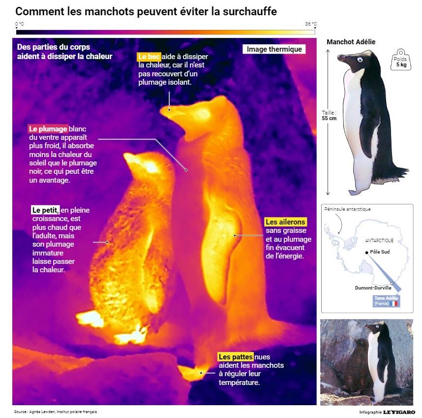 Agnès Lewden (@alewden) on Twitter photo 🤩A nice picture in <a href="/Le_Figaro/">Le Figaro</a> to illustrate our research in Antarctica🐧🇦🇶 @_IPEV in collaboration with <a href="/CEBC_ChizeLab/">CEBC/ChizéLab</a> <a href="/Econergy1/">ECONERGY_#119</a> <a href="/Ecophy_CEBC/">Ecophy</a> <a href="/IPHC_Strasbourg/">IPHC Strasbourg</a> supported by <a href="/ISblue_school/">ISblue</a> <a href="/UBO_UnivBrest/">UBO - Univ. Brest</a> at <a href="/LemarLab/">LEMAR</a>
How do penguins dissipate heat during breeding season ?🐧🔥 🤩A nice picture in <a href="/Le_Figaro/">Le Figaro</a> to illustrate our research in Antarctica🐧🇦🇶 @_IPEV in collaboration with <a href="/CEBC_ChizeLab/">CEBC/ChizéLab</a> <a href="/Econergy1/">ECONERGY_#119</a> <a href="/Ecophy_CEBC/">Ecophy</a> <a href="/IPHC_Strasbourg/">IPHC Strasbourg</a> supported by <a href="/ISblue_school/">ISblue</a> <a href="/UBO_UnivBrest/">UBO - Univ. Brest</a> at <a href="/LemarLab/">LEMAR</a>
How do penguins dissipate heat during breeding season ?🐧🔥