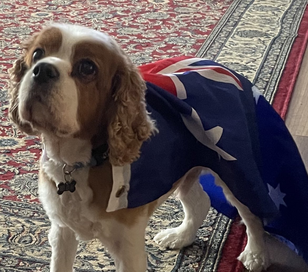 Tony BEAR tweet media