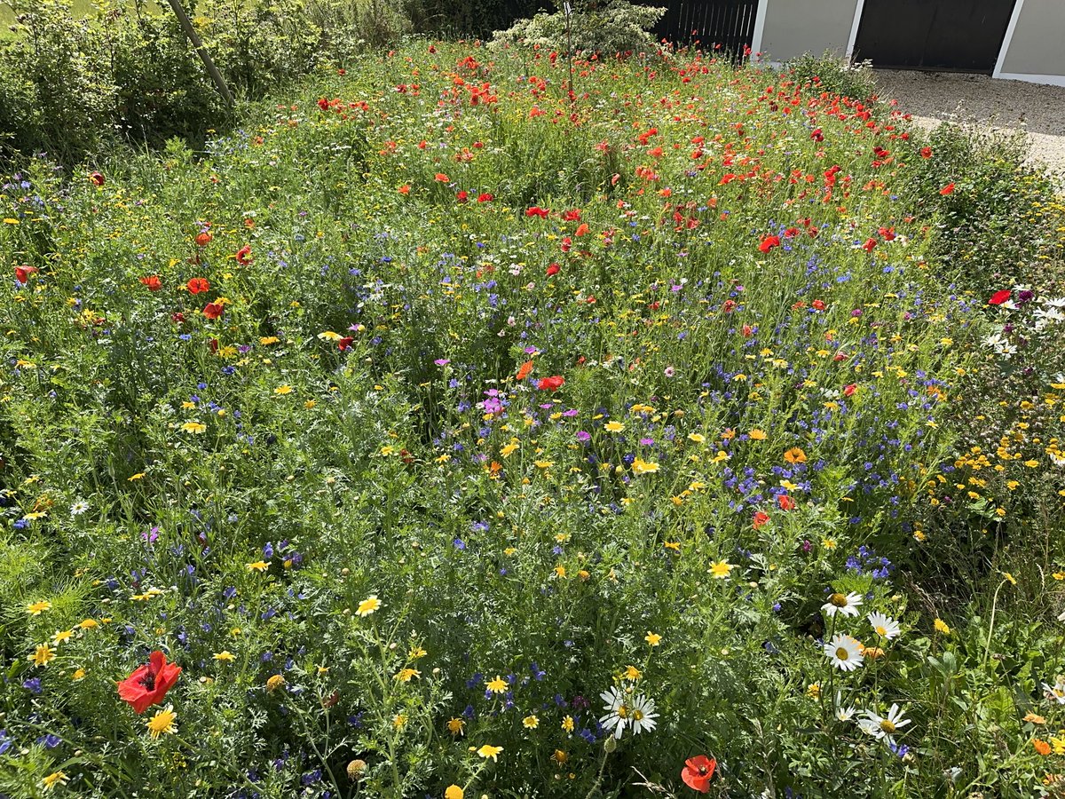 CarlowWeather's tweet photo. I put a lot of effort into getting the wildflower area ready this year but it has paid off with an amazing display now that is absolutely alive with insects now. The main seed used was native wildflower seed from @BloomingNative https://t.co/83kQJLGIOg