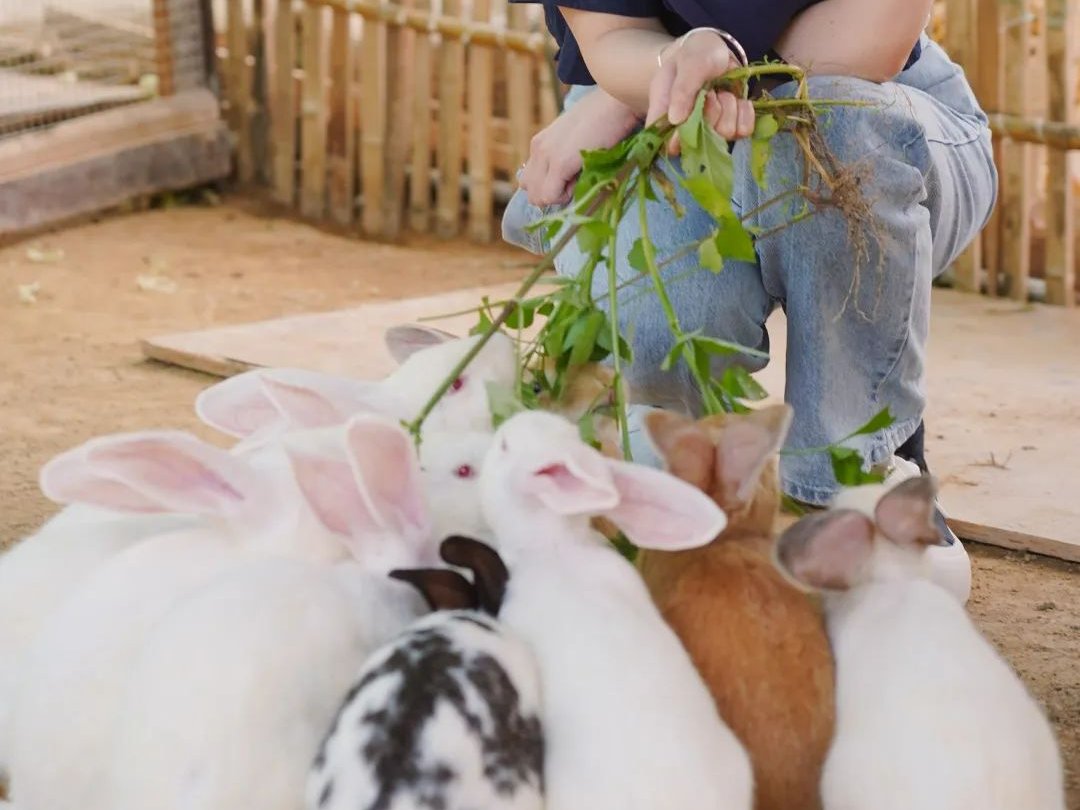 VisitXiamen's tweet photo. Whether you're a nature lover or just seeking a cozy escape, #Xiamen's Leigong Mountain offers an idyllic setting for you. Picking grapes and playing with adorable and beautiful creatures make this an experience that transcends ordinary travel. #WaveDiary #VisitXiamen https://t.co/sGrHIIZbIf