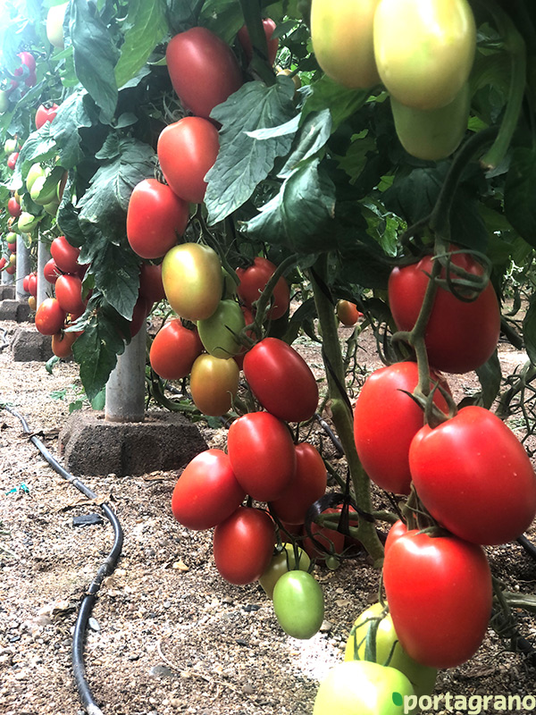 Portagrano's tweet photo. Top Seeds presenta Arondir, nuevo #tomate pera para ciclos cortos
➡️https://t.co/iZV3MY0Cww
Para mercado nacional con gran consistencia de frutos, tamaño y forma de pera
#TopSeeds #agricultura #Almeria #semillas https://t.co/2TqmiSDmK3