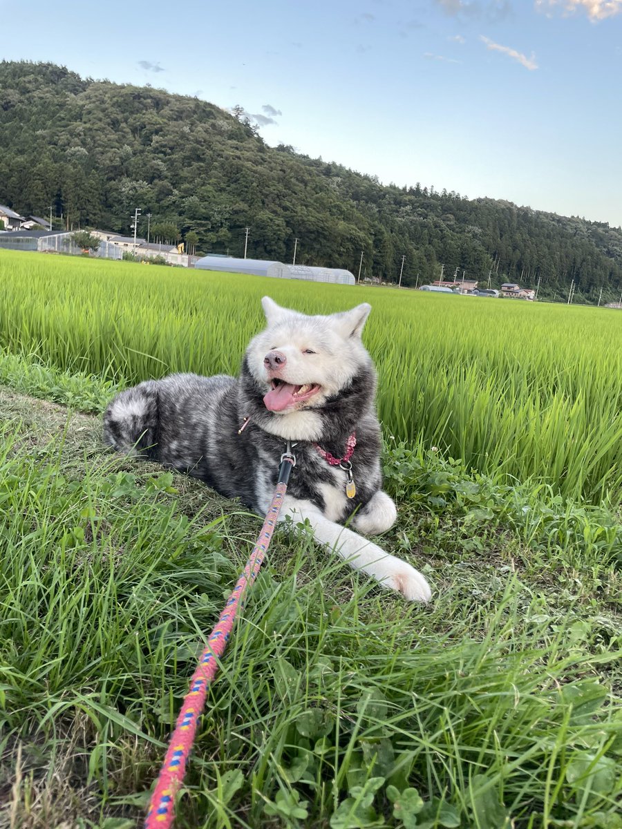 【1割引きキャンペーン❗️】　犬　ペット　動物　イラスト　オーダー専用ページ うちの子イラスト ペットイラスト オーダーメイド ＊ 犬 猫