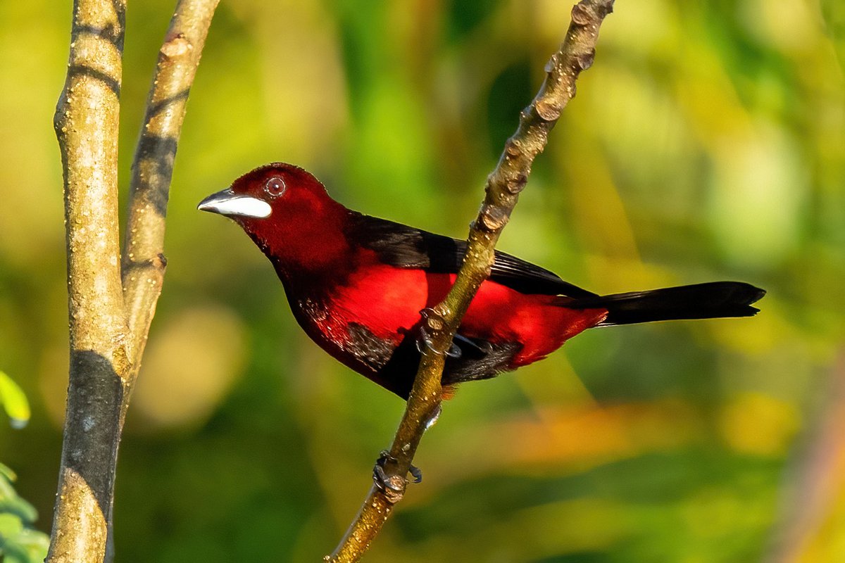 mitoGFP's tweet photo. Magpie, Tarquoise, Black-bellied and Blue-gray tanager #BirdsSeenIn2023 #birding #BirdTwitter @inaturalist #Birdsofperu #birds #BirdsOfTwitter #birdphotography #peru #perubirds #avesdelperu #birdsofinstagram #birdwatching #tanager https://t.co/yJoP2Bjn8m