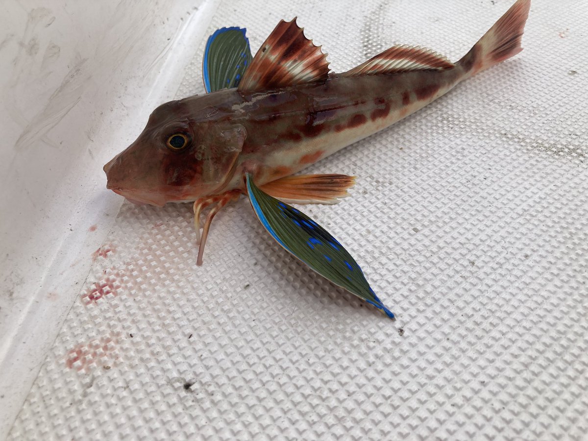 izu_ken's tweet photo. 今朝の釣り　釣りどころか霧が濃すぎ
いきなり船が現れたり恐怖やった
ホウボウとスーパーナブラに出逢えた https://t.co/ZRBrGI8htn