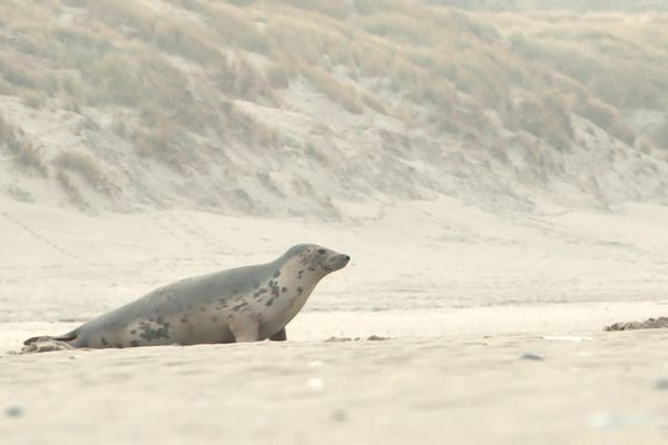 F3Picardie's tweet photo. Phoques en baie de Somme : comment les observer de loin sans les déranger https://t.co/SXKwi9p37y 

#BaiedeSomme #phoques #animaux https://t.co/4z6iHx3tXC