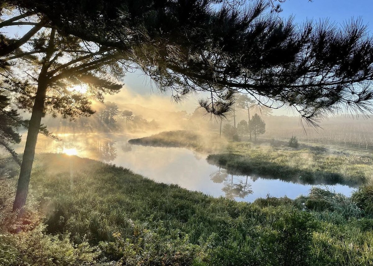 winesofelgin (@winesofelgin) on Twitter photo When your terroir is literally golden. Thank you <a href="/shannonwines/">Shannon Vineyards</a> for this resplendent photo of the Palmiet River.
#elginmagic #elgin #southafrica #coolclimate #CoolClimateWines When your terroir is literally golden. Thank you <a href="/shannonwines/">Shannon Vineyards</a> for this resplendent photo of the Palmiet River.
#elginmagic #elgin #southafrica #coolclimate #CoolClimateWines