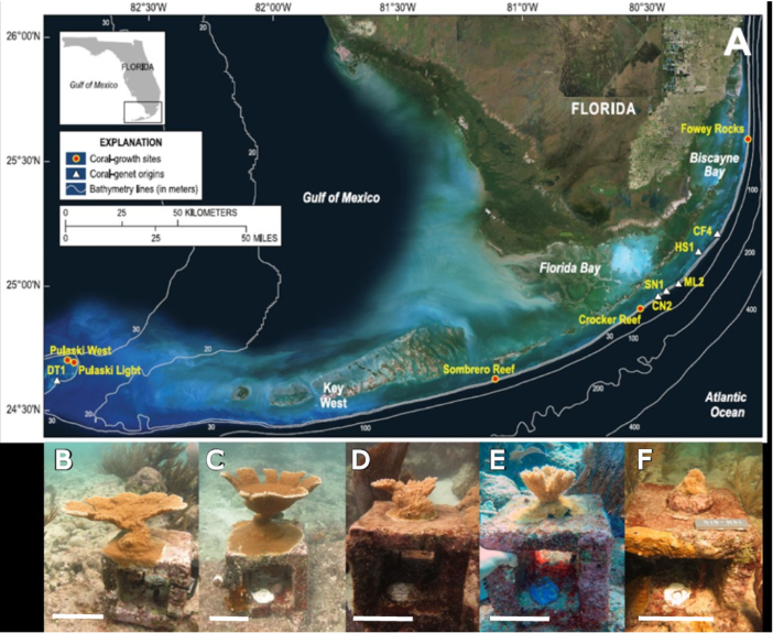 CommsEarth's tweet photo. Periodic upwelling in the Dry Tortugas National Park, Florida enhances coral heterotrophy and survival and growth rates of the coral Acropora palmata. 

@CoralResearch
@ChapronLeila @USGS
@osuearthscience @kemp_lab @EliseKeister 

https://t.co/M8MtzLsxSJ https://t.co/CZOc1YSTYL