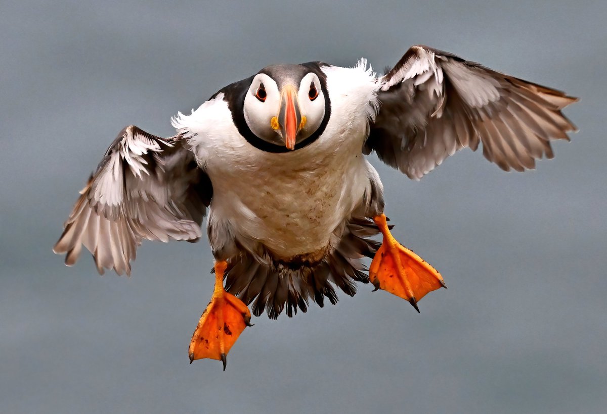 CarlBovisNature's tweet image. Incoming! 😍
#TheDailyPuffin 🐦