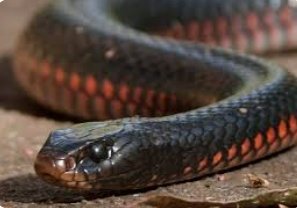 اج سانپوں کا عالمی دن ہے 
مجھے سانپ پسند ہیں کم از کم اپنی خصلت اور شبہات سے جو ہیں وہی نظر اتے ہیں پناہ مانگتی ہوں انسانو ں سے جو ہوتے کچھ ہیں اور نظر کچھ اتے ہیں 🙏

#WorldSnakeDay