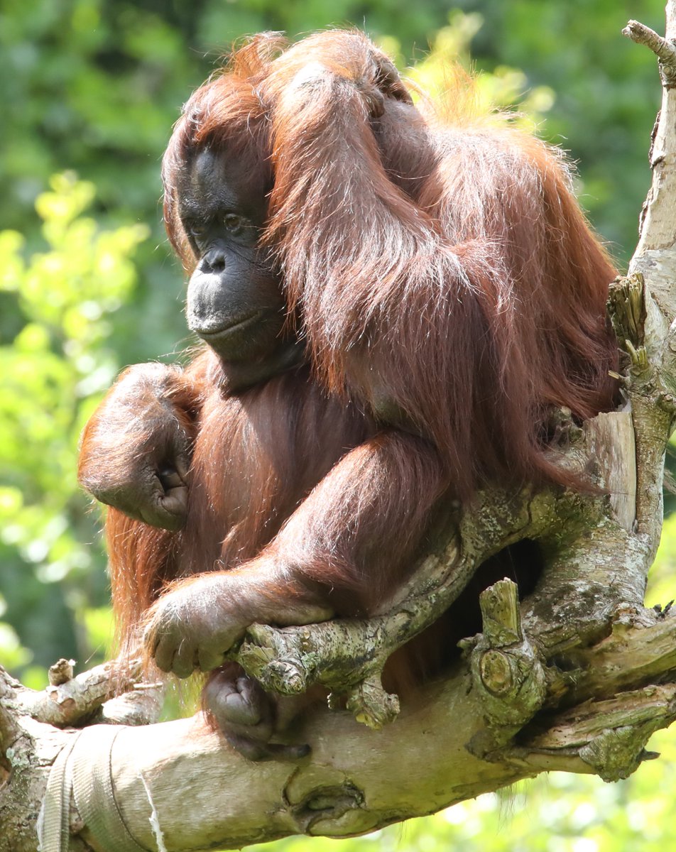 Paignton Zoo has renewed its partnership with Nature's SAFE, one of Europe’s few dedicated facilities capable of the long-term storage of live cells from animal species that are at the greatest risk of extinction.🌏🐾🌿 #keepnaturesafe #cryoconservation