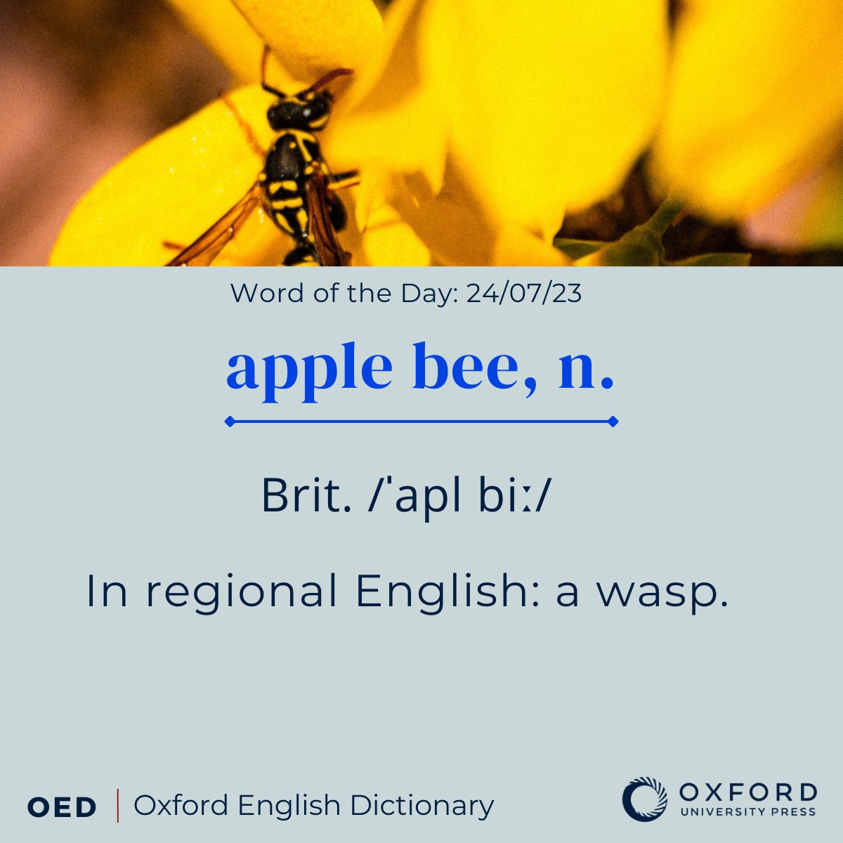 OED #WordoftheDay: apple bee, n. In regional English: a wasp.

View the full entry, here: https://t.co/UoGxGtubgc https://t.co/AWcR2M07ok