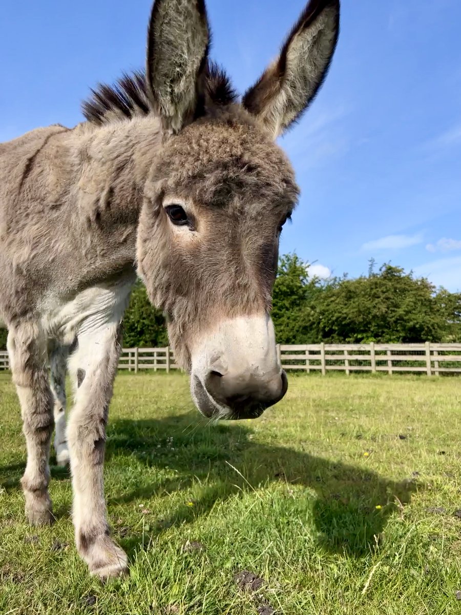 Eddie hopes that everyone has been having a fantastic weekend!
#donkey #isleofwight #charity #iowdonkeysanctuary #weekend