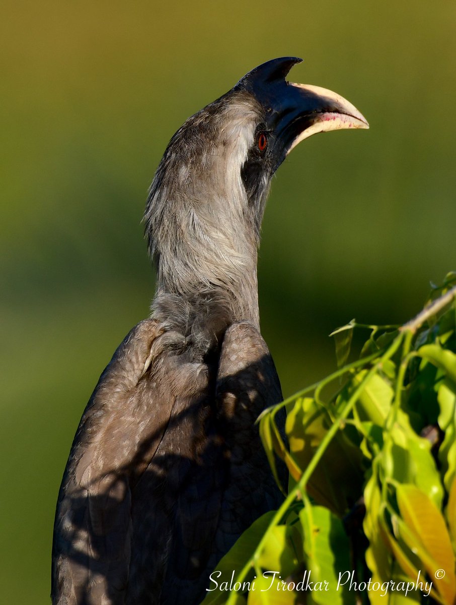 Guess who’s back?! — Monday!

In shot: Indian Grey Hornbill / Ocyceros birostris.
📷: @WildlifeSaloni 
📍: Juhu, Mumbai. 

#salonitirodkarphotography #monday #mondaymotivation #mondaymood #hornbill #hornbillsofinstagram #hornbillsofindia #bird #birds #birdwatching