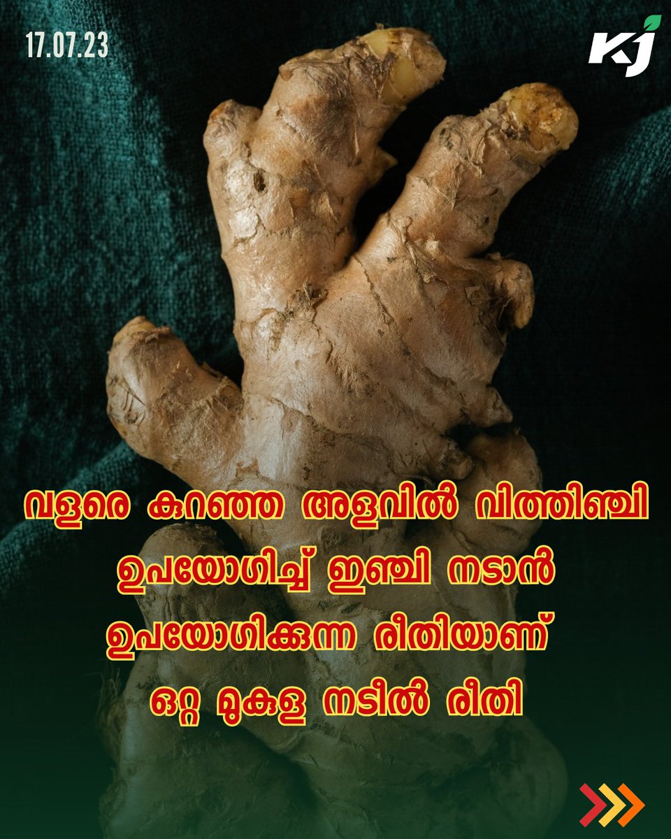 ഇഞ്ചി – ഒറ്റമുകുള നടീല്‍ രീതി
#GingerFarming