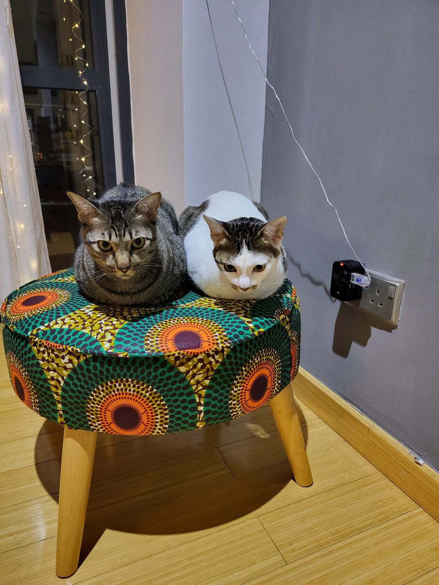 Humanitarian Kittens: Simba & Zoey (@simba_zoey) on Twitter photo Hoomans: u need to act,now. 
At least 300 #children died at sea,trying to reach #Europe this year.
#Kids r forced to flee, often with their families,to save lives from #conflict & #ClimateCrisis.
People in desperate need must be protected.
#MediterraneanSea #Refugees #hunger Hoomans: u need to act,now. 
At least 300 #children died at sea,trying to reach #Europe this year.
#Kids r forced to flee, often with their families,to save lives from #conflict & #ClimateCrisis.
People in desperate need must be protected.
#MediterraneanSea #Refugees #hunger