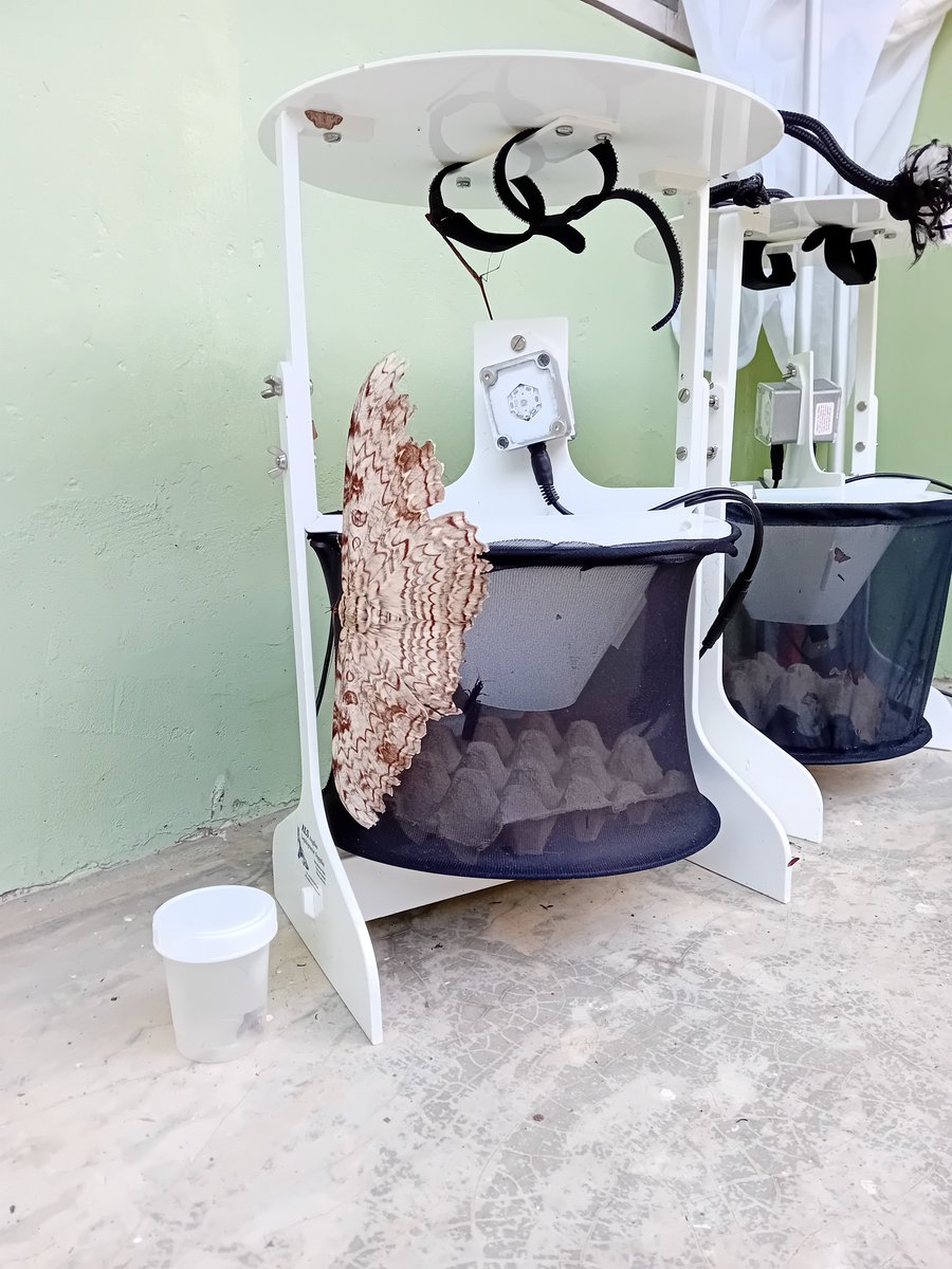Andy D. Nunn (@andydnunn) on Twitter photo Erm, we might need a bigger pot! More moth craziness at the Reserva Biologica Uniao, Brazil. <a href="/hullbams/">University of Hull Biological Sciences</a> <a href="/james_gilbert/">James Gilbert</a> <a href="/CarolliaFreak/">Leandro R Monteiro</a> Erm, we might need a bigger pot! More moth craziness at the Reserva Biologica Uniao, Brazil. <a href="/hullbams/">University of Hull Biological Sciences</a> <a href="/james_gilbert/">James Gilbert</a> <a href="/CarolliaFreak/">Leandro R Monteiro</a>