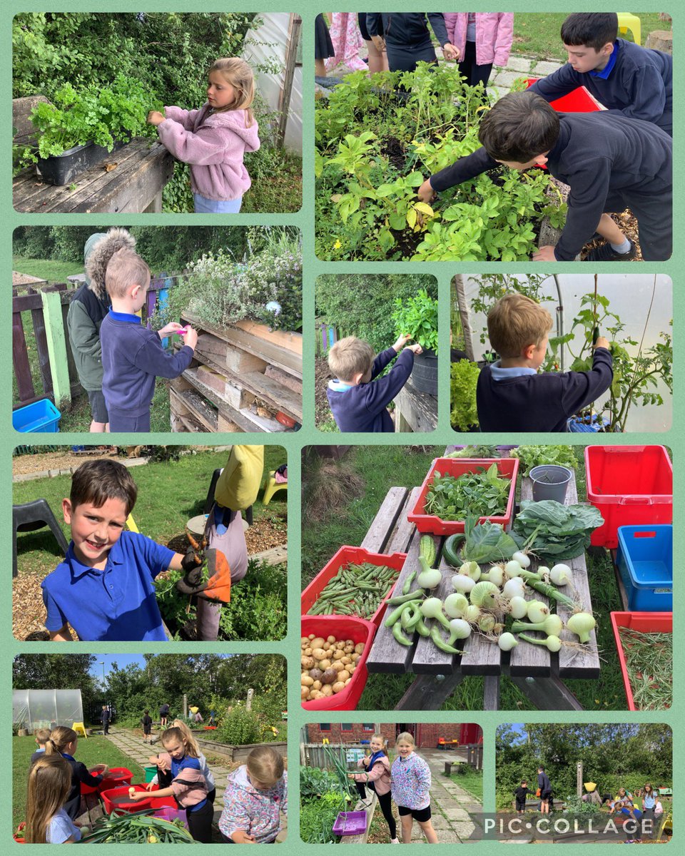 Dosbarth Mercury have been busy this morning harvesting our first crops from Hendre Haven. They have been busy getting them ready to sell at our Hendre Haven Veg shop this afternoon🍅🥒🥬🥦🥕🧅  <a href="/nurtureuktweets/">nurtureuk</a> <a href="/WG_Education/">Welsh Government Education</a> <a href="/sewalesEAS/">EAS</a> #healthyconfident #ethicalinformed