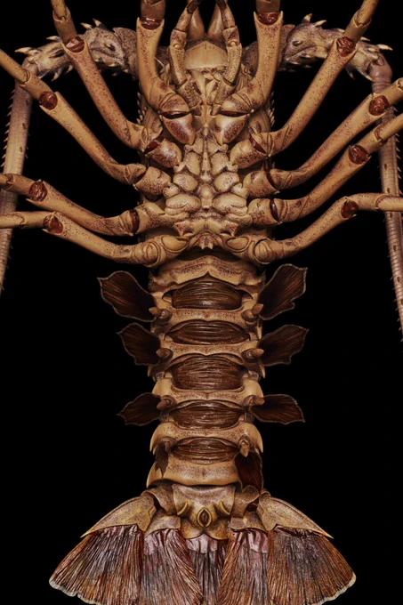 #今までに作った海の生き物 木製の自在置物。エビは黄楊、カニは梓でできています。
