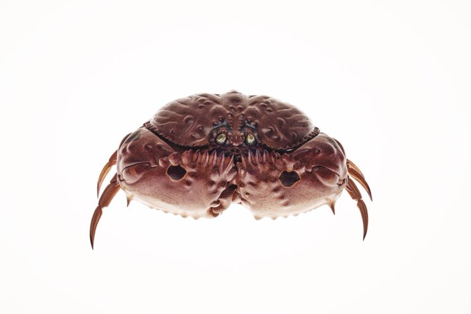 生物細密画（水彩）「サワガニ」 Yahoo!オークション - 水彩画 生物細密画「サワガニ」 真作