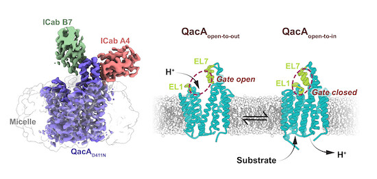 The EMBO Journal (@embojournal) on Twitter photo #CryoEM structure of #antibacterial efflux transporter QacA from #Staphylococcus aureus reveals a novel extracellular loop with #allosteric role
Aravind Penmatsa and colleagues <a href="/PenmatsaLab/">Aravind Penmatsa</a> <a href="/iiscbangalore/">IISc Bangalore</a>
embopress.org/doi/full/10.15… #CryoEM structure of #antibacterial efflux transporter QacA from #Staphylococcus aureus reveals a novel extracellular loop with #allosteric role
Aravind Penmatsa and colleagues <a href="/PenmatsaLab/">Aravind Penmatsa</a> <a href="/iiscbangalore/">IISc Bangalore</a>
embopress.org/doi/full/10.15…