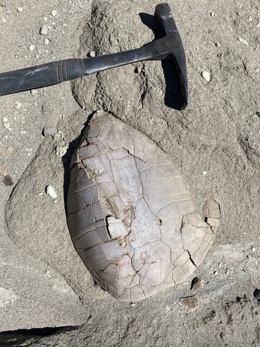 Matthew Borths tweet media