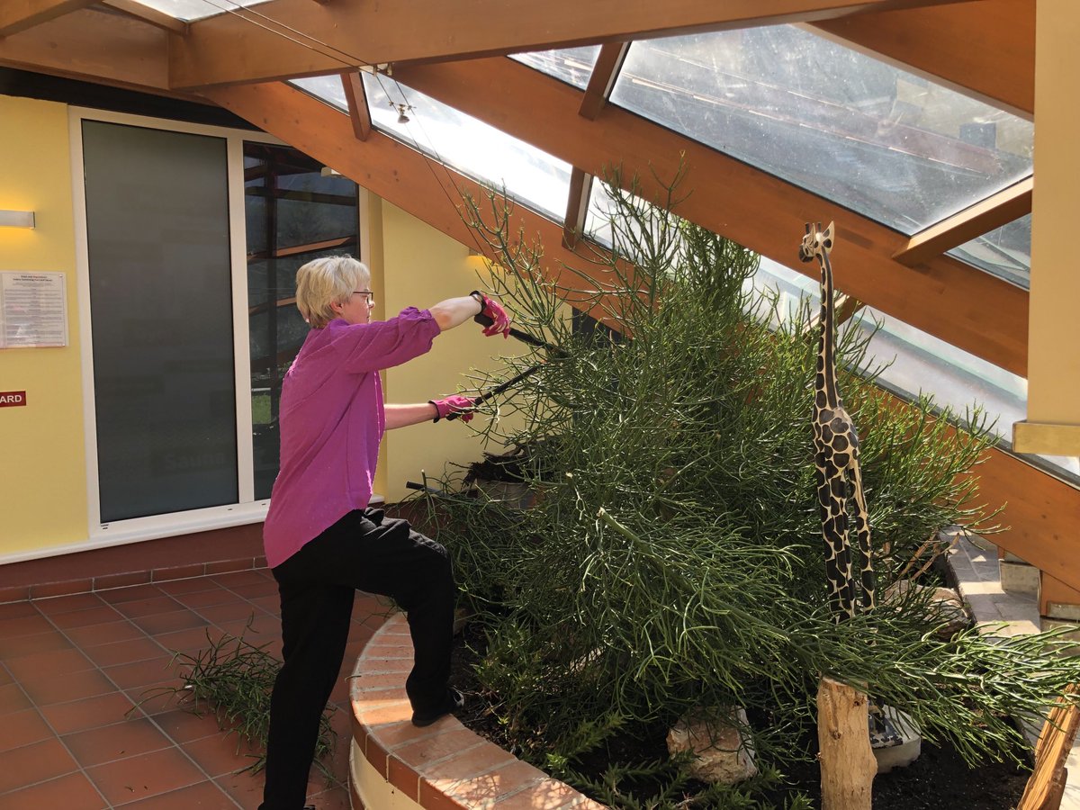 IulianaGal1's tweet image. #gardening #indoorplants #AlpineClub #Teamwork #Goinggreen #Sustainability #Danke