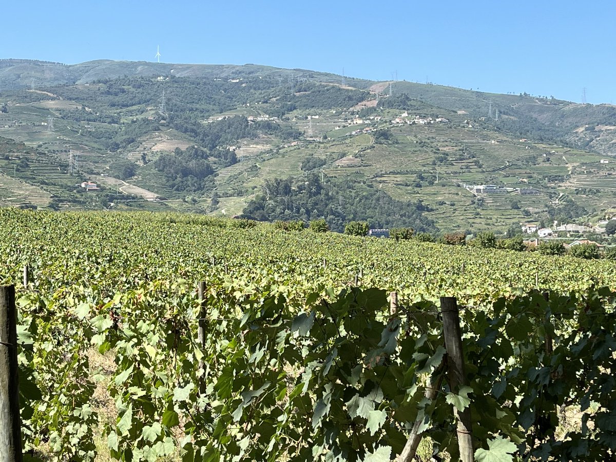 RayBurger's tweet photo. Day 2 in #Duoro Valley https://t.co/IbSlvBG2k2