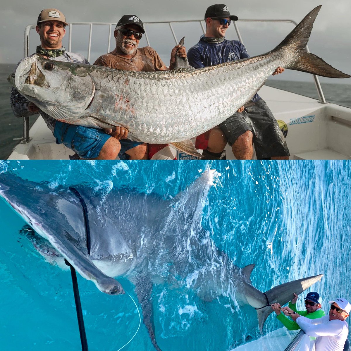 BlacktipH tweet media