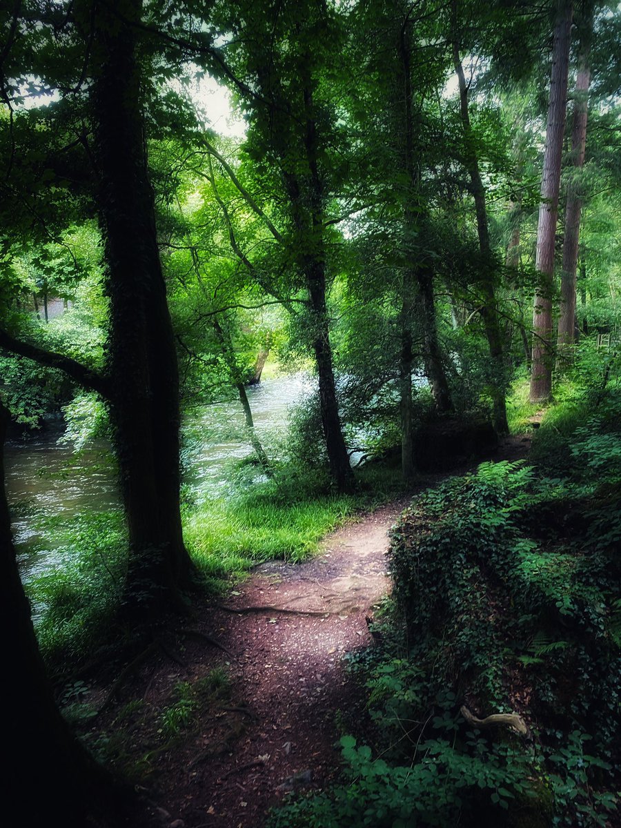 #intothewoods #magicforest #moodyshot #magicalwalks #forestphotography #forestwalks #bewtsycoed #wales