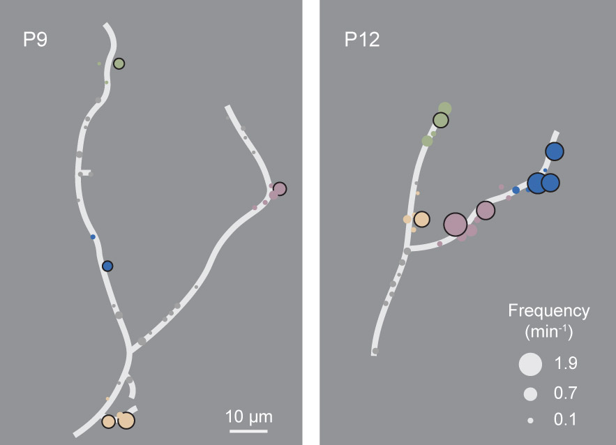 Lohmann lab tweet media
