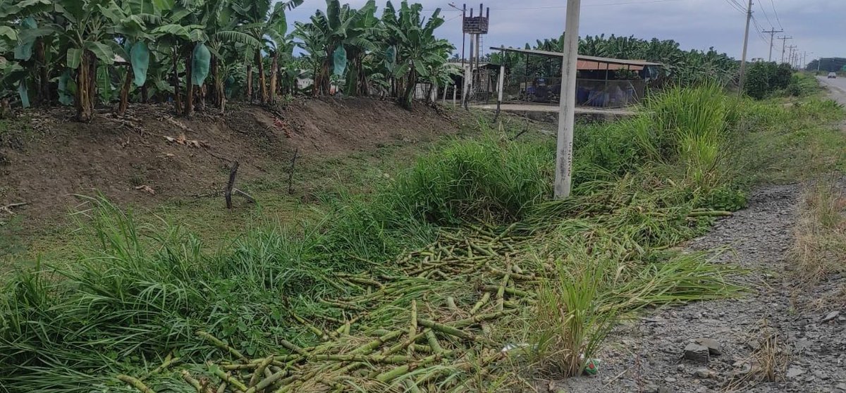 Riego_Guayas's tweet photo. En atención a audiencia ciudadana, @Riego_Guayas se hace presente en territorio realizando inspección técnica para limpieza de canales y cunetas en el recinto San Antonio, cantón #Durán. #PrefecturaCiudadanaDelGuayas
#GuayasSeMueve
#DIRDRA
@PrefGuayas https://t.co/vS03hn7kIa